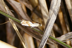 Ancylis metamelana