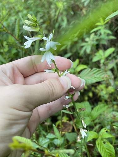 Lobelia puberula, photograph 2