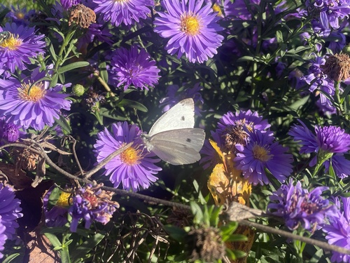 Small White