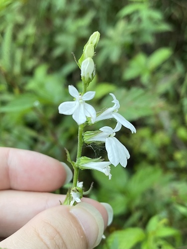 Lobelia puberula, photograph 3