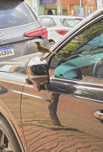 Palm Tanager