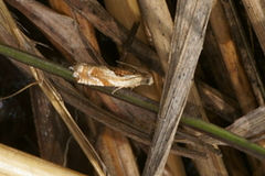 Ancylis metamelana