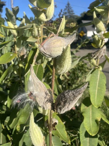 common milkweed