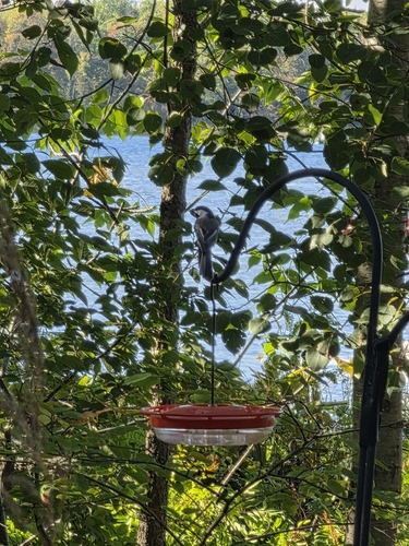 Black-capped Chickadee