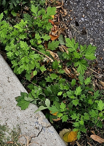 Clammy goosefoot