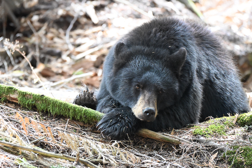 Black Bear sighting near Squamish-Lillooet