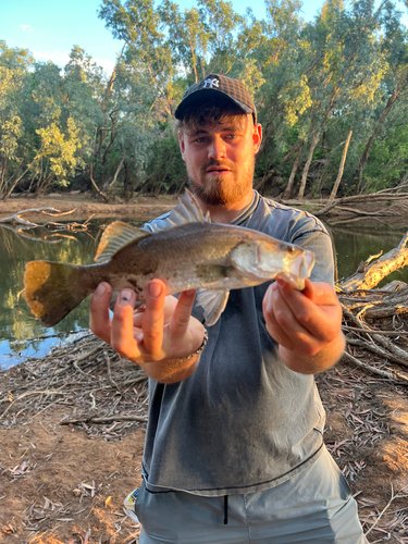 Barramundi
