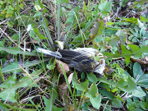 Yellow-rumped Warbler