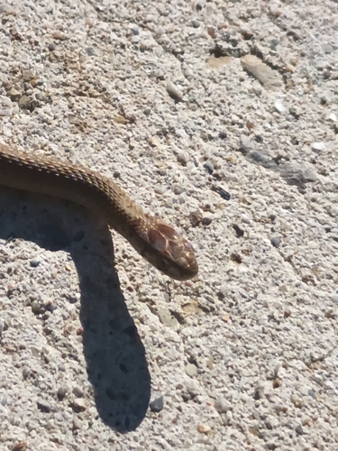 DeKay's Brownsnake
