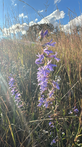 downy lobelia