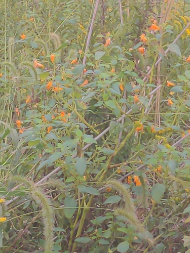 common jewelweed