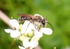 Andrena