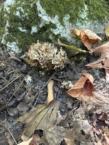 jellied false coral fungus