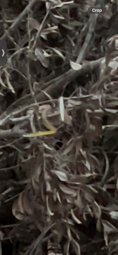 Common Tree Snake
