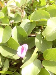 Ipomoea pes-caprae