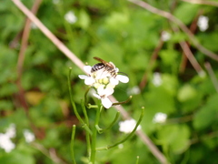 Andrena