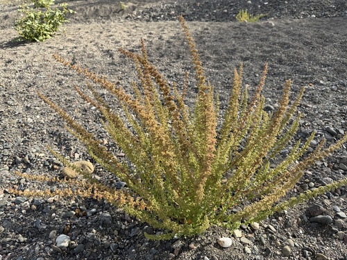 Dysphania botrys