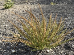 Dysphania botrys