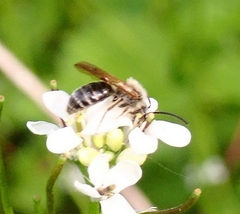 Andrena