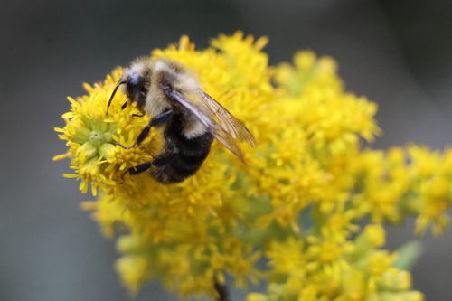 Common Eastern Bumble Bee