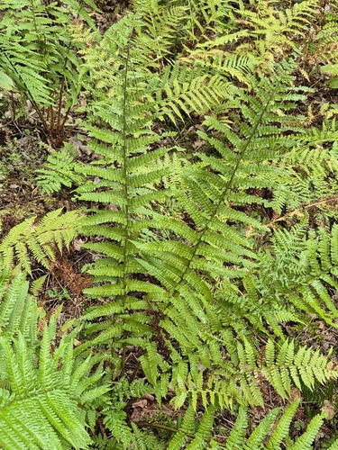 male fern