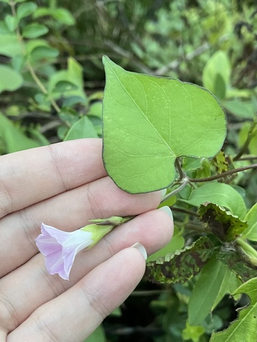 Ipomoea lacunosa, photograph 6
