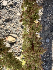 Dysphania botrys, photograph (c) Don Loarie, some rights reserved (CC BY)