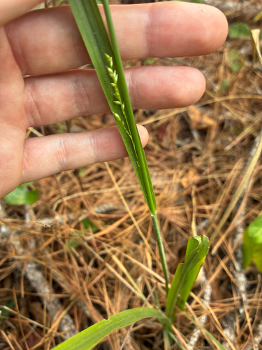 Coleataenia anceps, photograph 3
