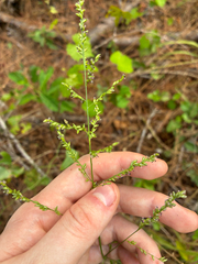 Coleataenia anceps, photograph author not stated, no rights reserved