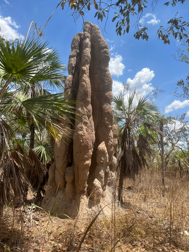 Spinifex Termite