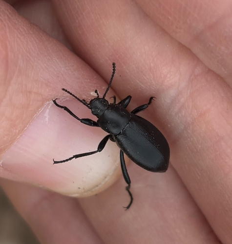 Extricated Darkling Beetle