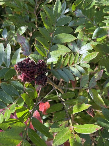 shining sumac