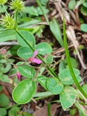 Desmodium incanum