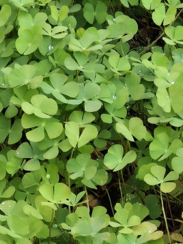 clover fern