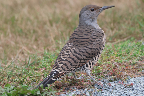 Northern Flicker