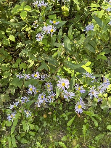 swamp aster
