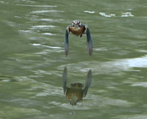 Common Kingfisher