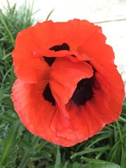 Papaver orientale