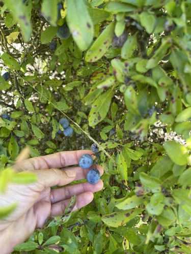 Blackthorn