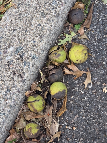 eastern black walnut