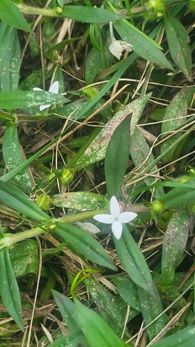 Diodia virginiana, photograph 1