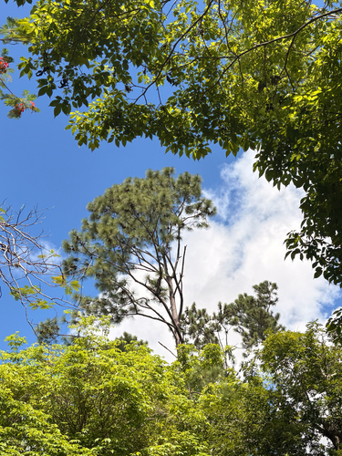 Caribbean pine