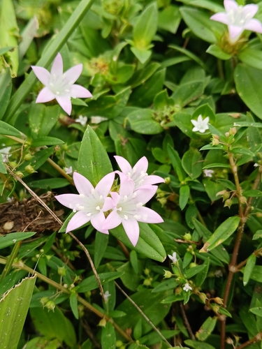 Richardia grandiflora, photograph 1