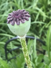 Papaver orientale