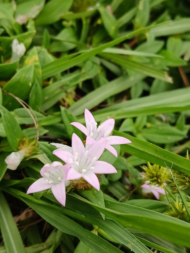 Richardia grandiflora, photograph 2