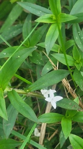 Diodia virginiana, photograph 2