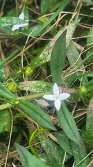 author not stated, no rights reserved Diodia virginiana, photograph author not stated, no rights reserved