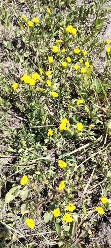 Mecardonia procumbens, photograph 1