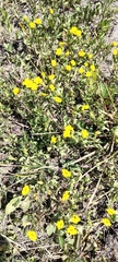 Mecardonia procumbens