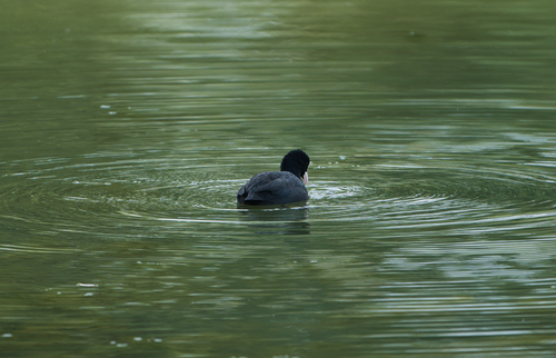 Eurasian Coot